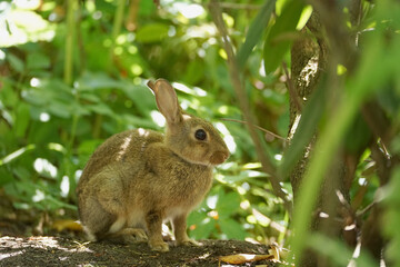 Close-up of a wild rabbit