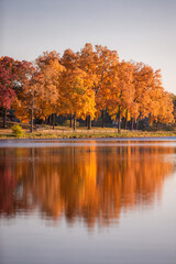 Fall colored leaves on autumn trees in a forest reflecting on a lake during golden hour in the midwest_10