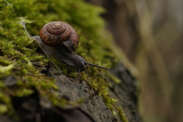Macro close-up photograph of a Copse Snail (Arianta arbustorum) crawling over moss (Bryophyte species) with shallow depth of field