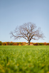 A single oak tree sitting in the middle of a green meadow in front of fall colored autumn trees with clouds_05