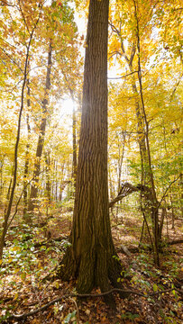Light bursting through yellow fall colored autumn trees in a beautiful countryside forrest_01 © Mark