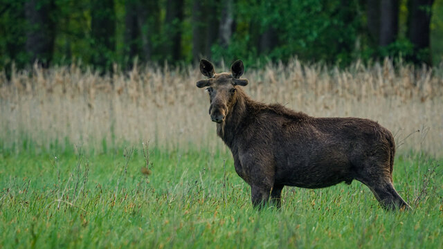 A young bull moose (Alces alces) in a mysterious forest in a field. Moose looking for food