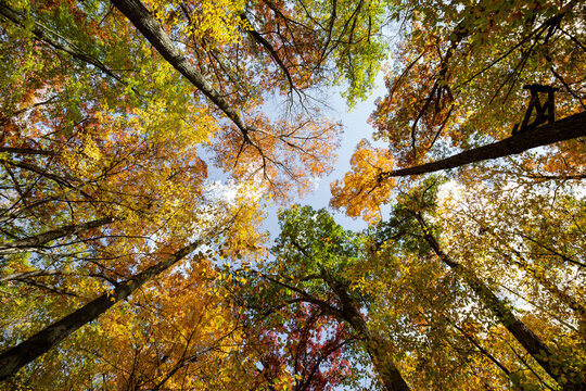 Looking up on a canopy of fall colored trees with changing color leafs and foliage_02