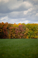 Autumn colored fall trees changing color with red, yellow and orange colored leaves near a green peaceful meadow_02