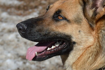 German Shepard Side Profile