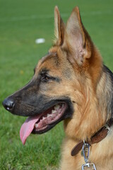 German Shepard Side Profile