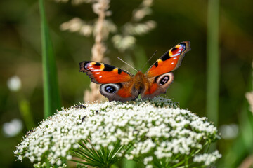 Peacock butterfly (Aglais io) sits on Yarrow plant (Achillea millefolium) on a bright sunny day.