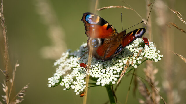 Peacock butterfly (Aglais io) sits on Yarrow plant (Achillea millefolium) on a bright sunny day.