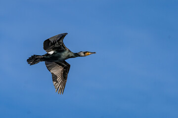 Der Kormoran am Himmel 