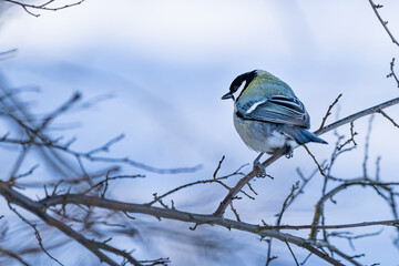 Kohlmeise im Schnee - Bild 2 