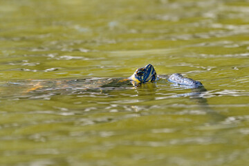 Die Schildkröte im Meer 