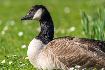 Eine Gans in der Sonne 