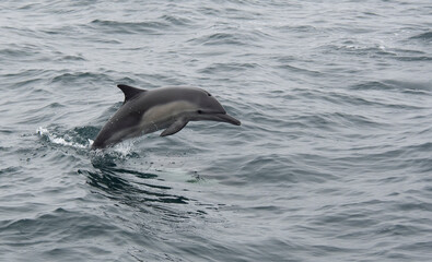 Common Dolphin Jumping Out Of The Ocean