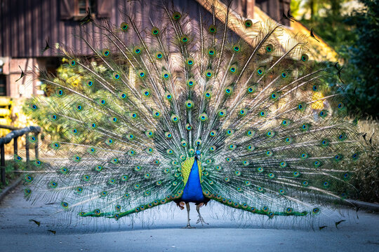 Ein Pfau in Aktion 