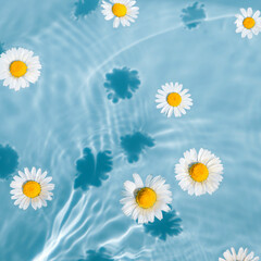 Daisy flowers in blue transparent water. Summer floral composition with sun and shadows. Nature concept. Top view. Selective focus