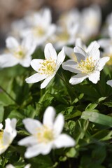 Closeup of white flowers in spring