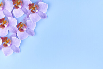 Purple orchid flowers on a blue background.