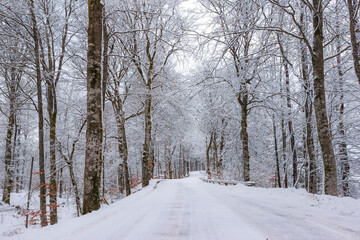 A Winter road on the Swedish woods, Getaryggarna, Värnamo