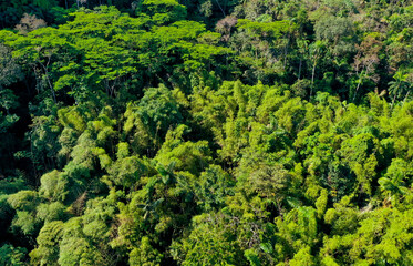 Aerial view of a patch of natural bamboo growing between the trees in a tropical forest in Ecuador