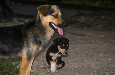 Female dog with her puppy.Stray dog, adoption- concept