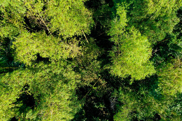 Fototapeta na wymiar Aerial top view of a bamboo forest in Ecuador, showing the thick stems of adult bamboo plants