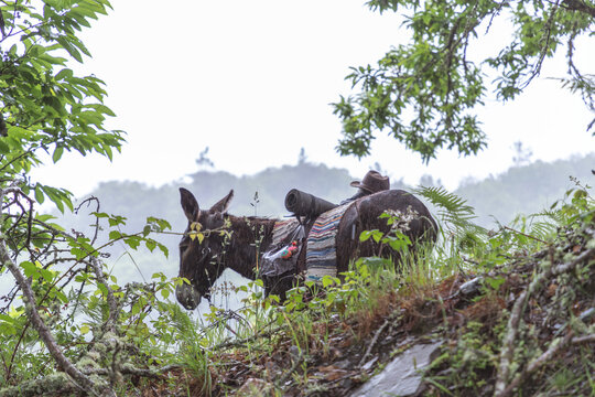 Closeup Of A Donkey With A Saddle On A Hill In The Daylight With A Blurry Background