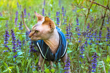 A Canadian Sphynx cat sniffing blue flowers in a blooming clearing in a spring forest. A beautiful...