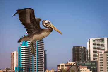 Flying pellican with extended wings and buildings with blue sky at the background. Pelecanus Thagus, pelícano, alcatraz, huajache. Antofagasta, Chile