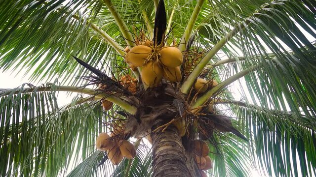 Yellow coconuts on a coconut tree in a tropical resort. Travel concept.