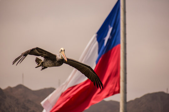 
Flying pellican with extended wings and the chilean flag at the background. Pelecanus Thagus, pelícano, alcatraz, huajache. Antofagasta, Chile