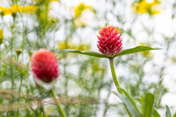 Spiral Ginger flower close up shot in meadow