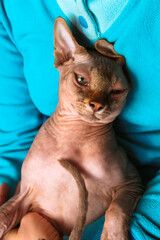 A beautiful green eyed Canadian Sphynx cat with a cheeky muzzle expression sitting in his mistress' arms. Bald feline portrait on blue background. A self-confident, lovable sphinx cat. World Cat Day.