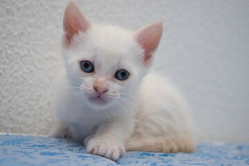 Hermosa gatita siames red point