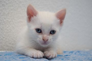 Hermosa gatita siames red point