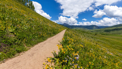 Wildflower meadow by Brush creek trail near Crested Butte in Colorado
