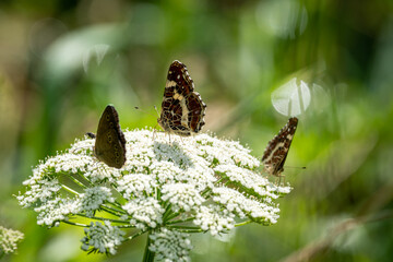 White Admiral (Limenitis camilla) sits on Yarrow plant (Achillea millefolium) on bright sunny day on a blurred background. A beautiful Insect with brown white wings. Close-up macro. Summer view