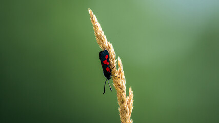 A Six-spot Burnet Moth (Zygaena filipendulae) basking in the sun in a field on a single twig of grass
