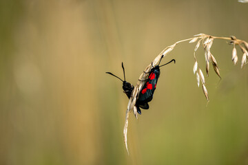 Couple Six-spot Burnet Moth (Zygaena filipendulae) basking in the sun in a field on a single twig of grass
