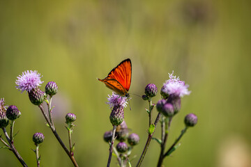 Obraz premium Scarce copper (Lycaena Virgaureae) butterfly collects nectar on a field flower on a summer day in a forest glade