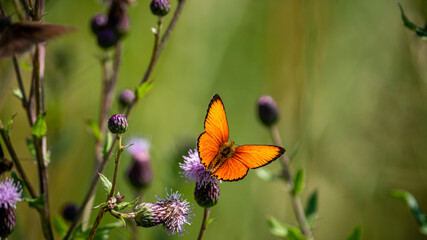 Scarce copper (Lycaena Virgaureae) butterfly collects nectar on a field flower on a summer day in a forest glade