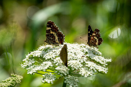 Few White Admiral (Limenitis camilla) sits on Yarrow plant (Achillea millefolium) on bright sunny day on a blurred background. A beautiful Insect with brown white wings. Close-up macro. Summer view