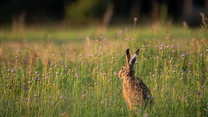 European Brown Hare (Lepus Europaeus) resting in a meadow. The hare is basking in the sun. Hare in summer farmland setting