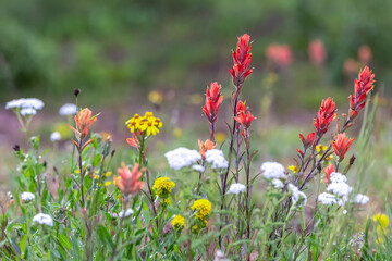 Indian paint brush wildflowers in rural Colorado