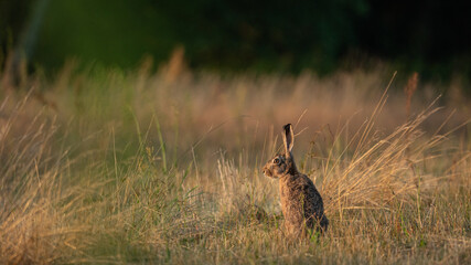 European Brown Hare (Lepus Europaeus) resting in a meadow. The hare is basking in the sun. Hare in summer farmland setting