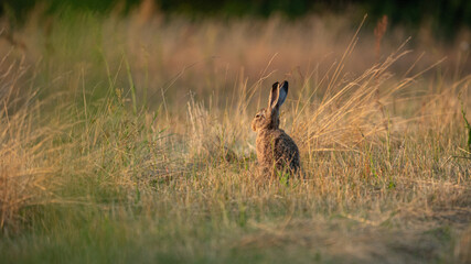 European Brown Hare (Lepus europaeus) is resting in a meadow. Sleeping Hare basking in the sun. A hare in the summer surroundings of farmland