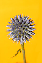 Close up shot of Globe thistle flower on yellow background