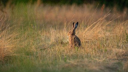 European Brown Hare (Lepus europaeus) is resting in a meadow. Sleeping Hare basking in the sun. A hare in the summer surroundings of farmland