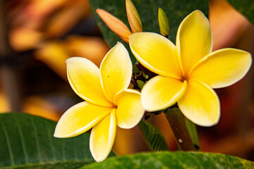 Yellow Plumeria
