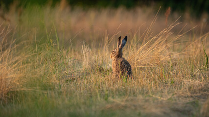 European Brown Hare (Lepus europaeus) is resting in a meadow. Sleeping Hare basking in the sun. A hare in the summer surroundings of farmland