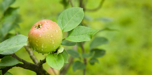 Fresh green juicy apple on tree branch. Rain drops. Natural organic background.  